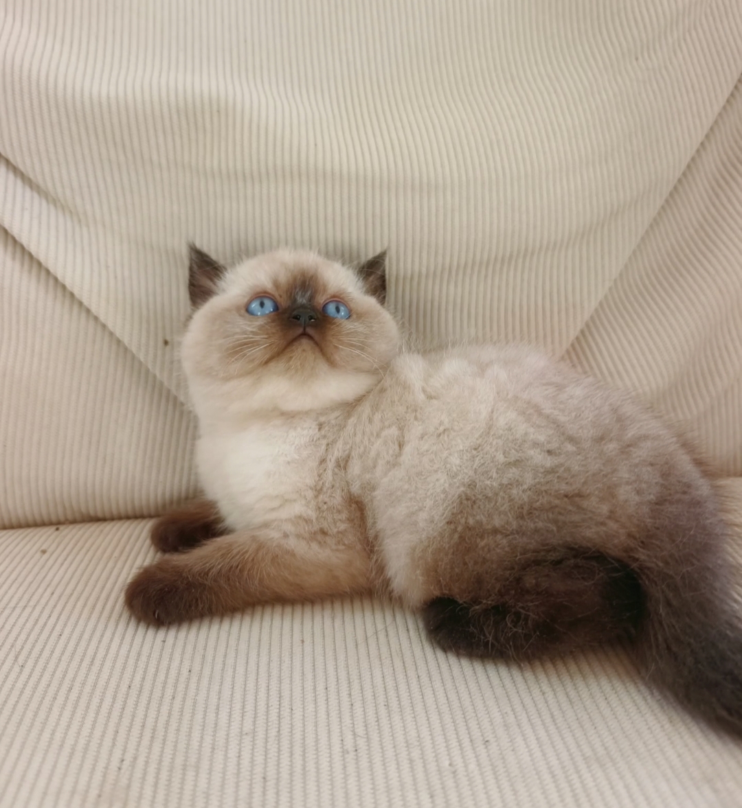 包子脸的小黑蛋，特价888带回家